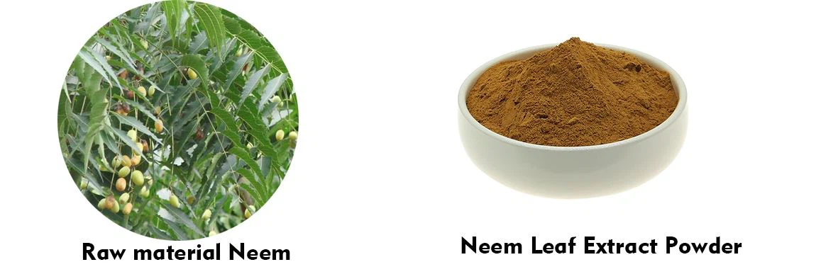 Neem Leaf Extract Powder Benefits