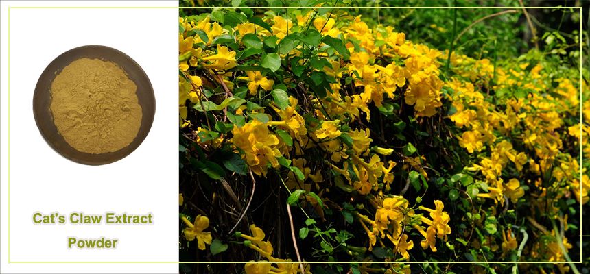 Cat's claw extract raw material display