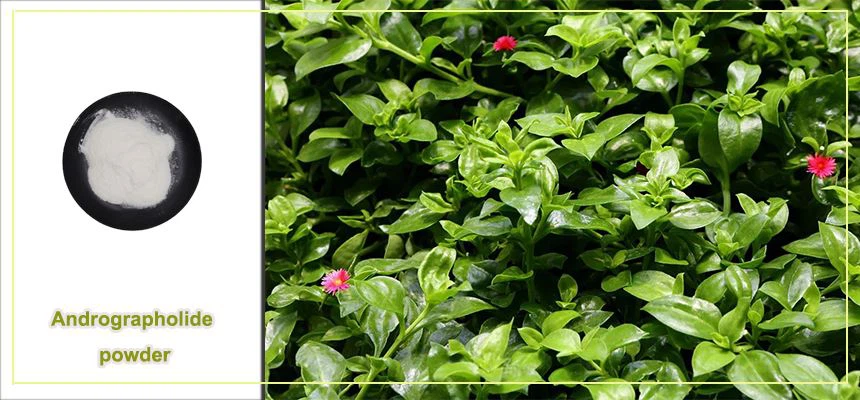 Andrographolide powder raw material display
