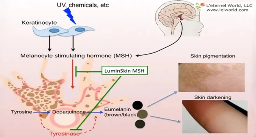 Inhibit melanin