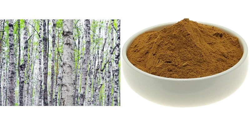 BETULA ALBA BARK EXTRACT Introduction BETULA ALBA BARK EXTRACT Introduction